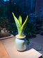 Snake Plant (虎尾兰) in Light Blue Ceramic Pot