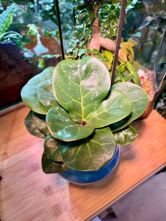 Ficus Lyrata Warb in Deep Sea Pot 🌊