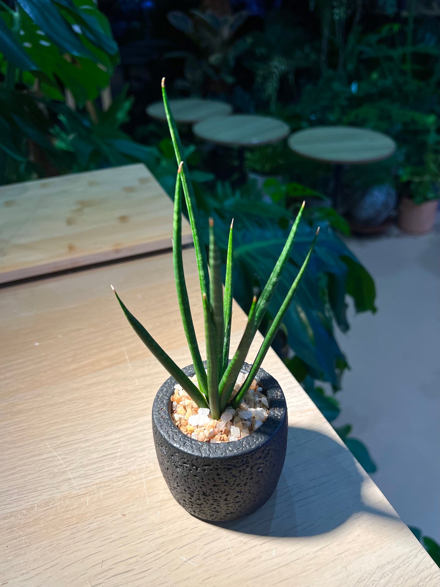 Sansevieria Bacularis (Snake Plant) in Matt Black Pot