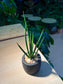 Sansevieria Bacularis (Snake Plant) in Matt Black Pot