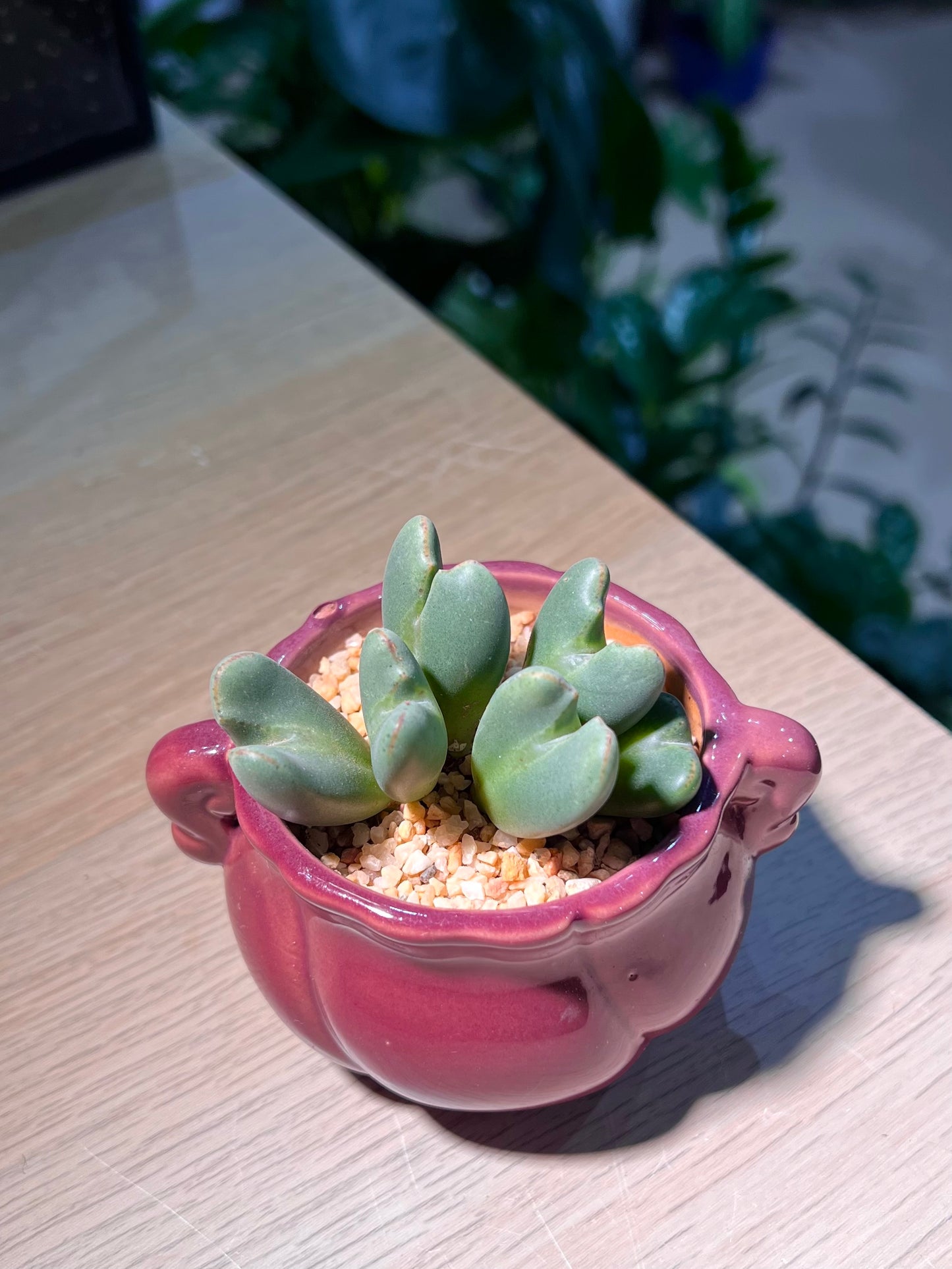 Lithop in Round Red Ceramic Pot