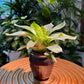 Bromeliad in Blue Designer Pot