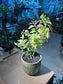 Euphorbia Tithymaloides (小鸟花) in Pattern Designed Textured Ceramic Pot