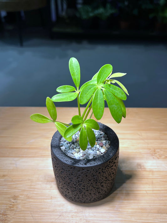 Dwarf Umbrella Tree in Handmade Concrete Pot
