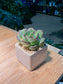 Echeveria in Square White Ceramic Pot