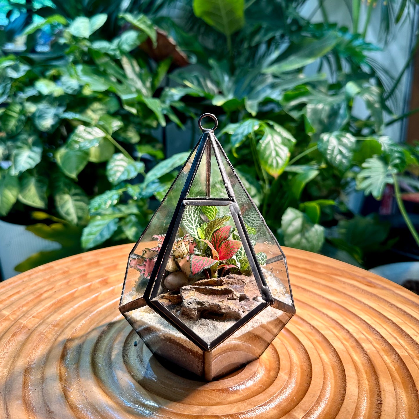 Fittonia Arrangement in Hexagon Glass Terrarium