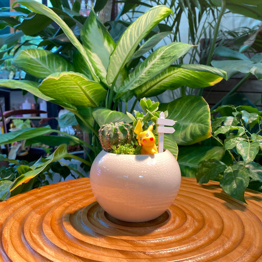 Succulent Arrangement in Cream Color Ceramic Designer Pot