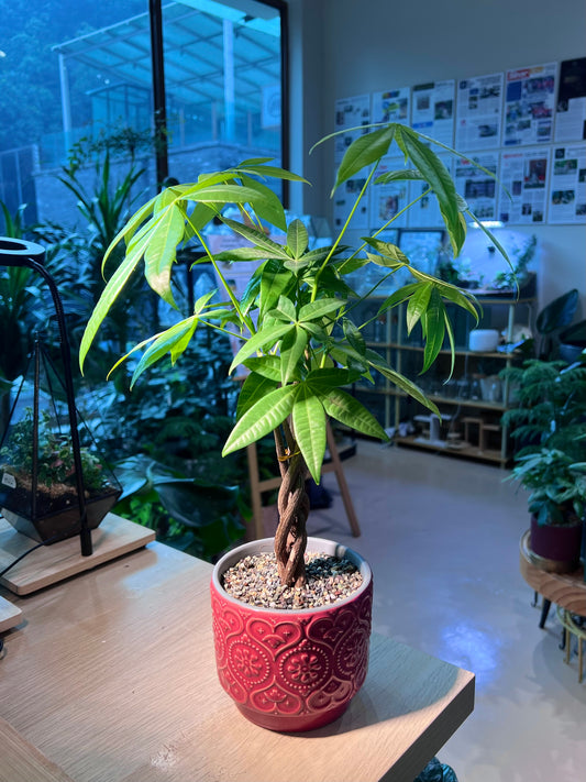 Pachira (发财树) in Pattern Designed Ceramic Pot