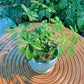 Schefflera in Blue Terrazzo Designer Pot