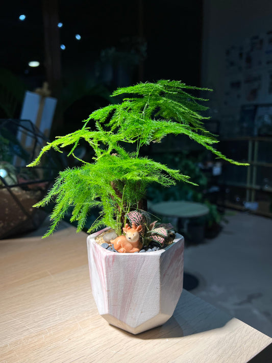 Fittonia with Asparagus Fern (Indoor Plant) Arrangement in Hexagonal Pot