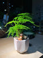 Fittonia with Asparagus Fern (Indoor Plant) Arrangement in Hexagonal Pot
