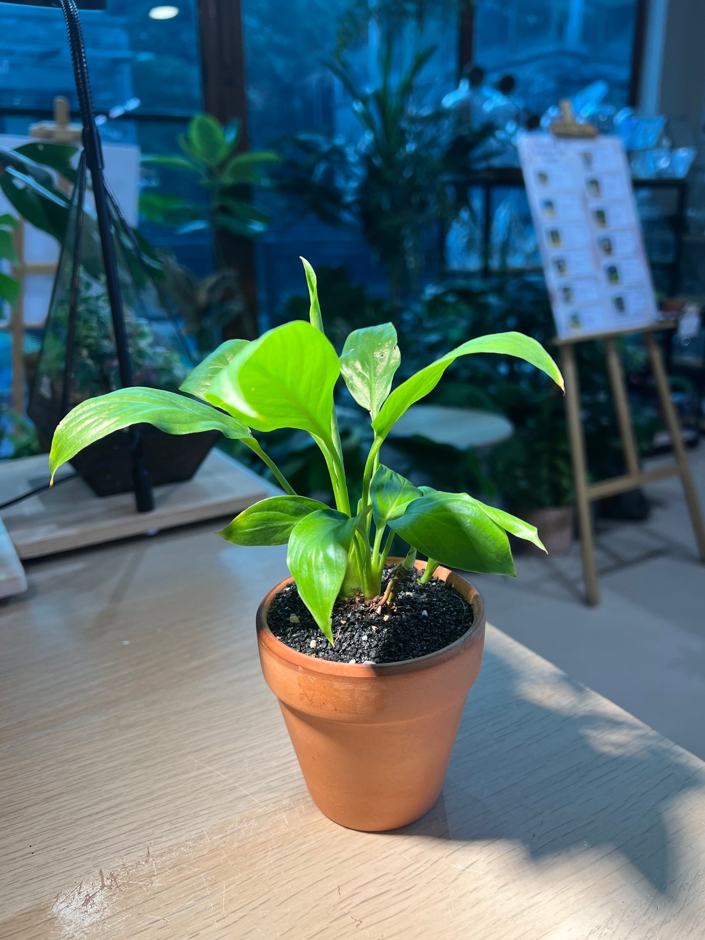 Peace Lily (白掌) in Polymer Pot