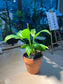 Peace Lily (白掌) in Polymer Pot