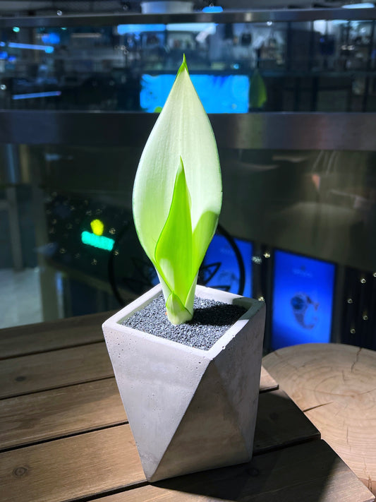 Sansevieria Moonshine in Concrete Pot