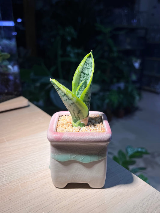 Sanseveria (Snake Plant) in Square Ceramic Pot
