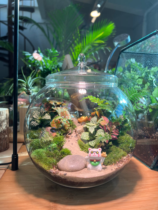 Indoor Plant Terrarium in Fishbowl with Lid