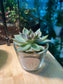 Succulent in Glass Pot