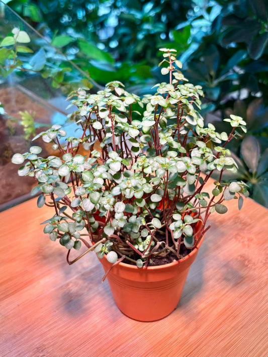 Pilea Multiflora in Plastic Pot