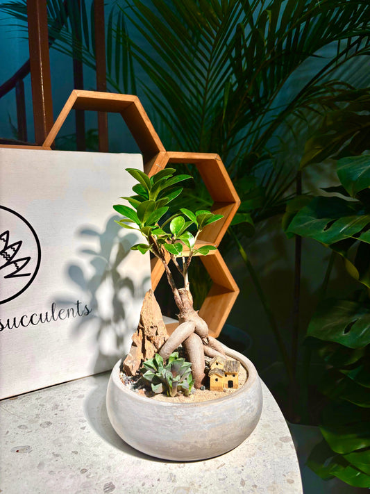 Ficus Retusa & Haworthia Retusa in Clay Pot
