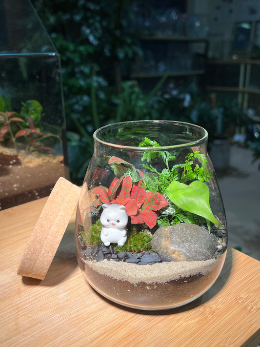 Fittonia, Njoy & Fern with Moss Arrangement in Water Drop Terrarium (S)