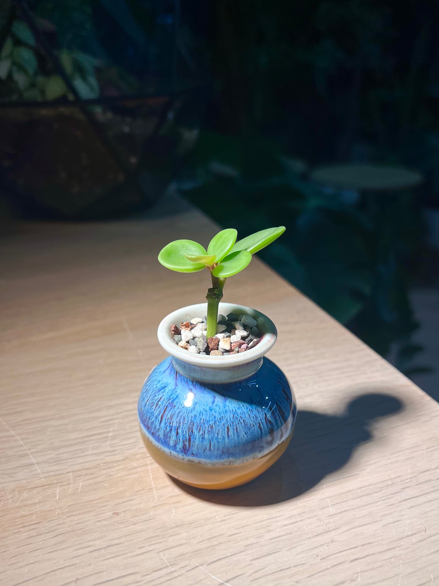 Peperomia in Bicolor Ceramic Pot