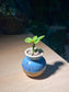 Peperomia in Bicolor Ceramic Pot