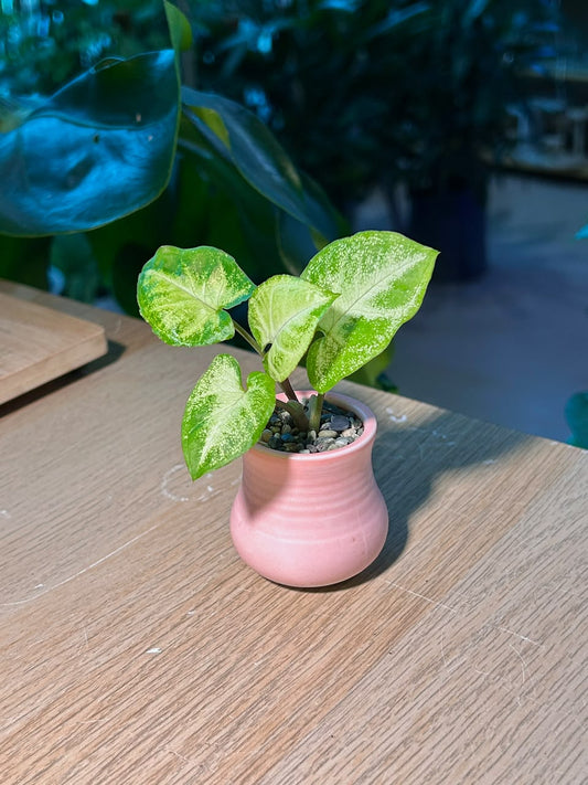 Arrowhead Plant (合果芋) Syngonium Podophyllum in Pink  Ceramic Pot