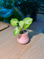 Arrowhead Plant (合果芋) Syngonium Podophyllum in Pink  Ceramic Pot