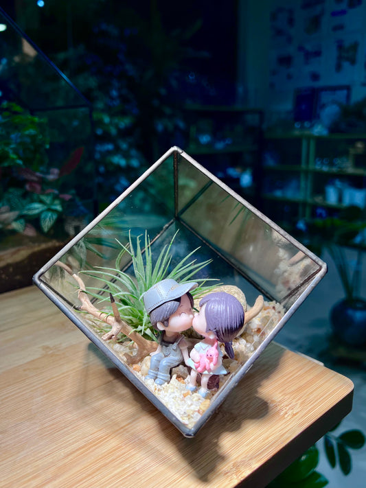 Valentine Gift - Airplant in Black Frame Cubical Terrarium