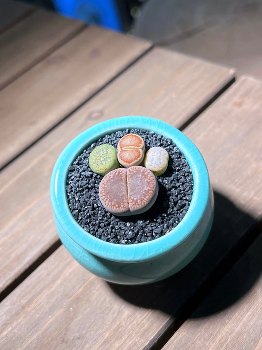 Lithops Paw in Cyan Ceramic Pot