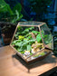 Fittonia and Fern with Moss Arrangement in Nonagon Glass (L)