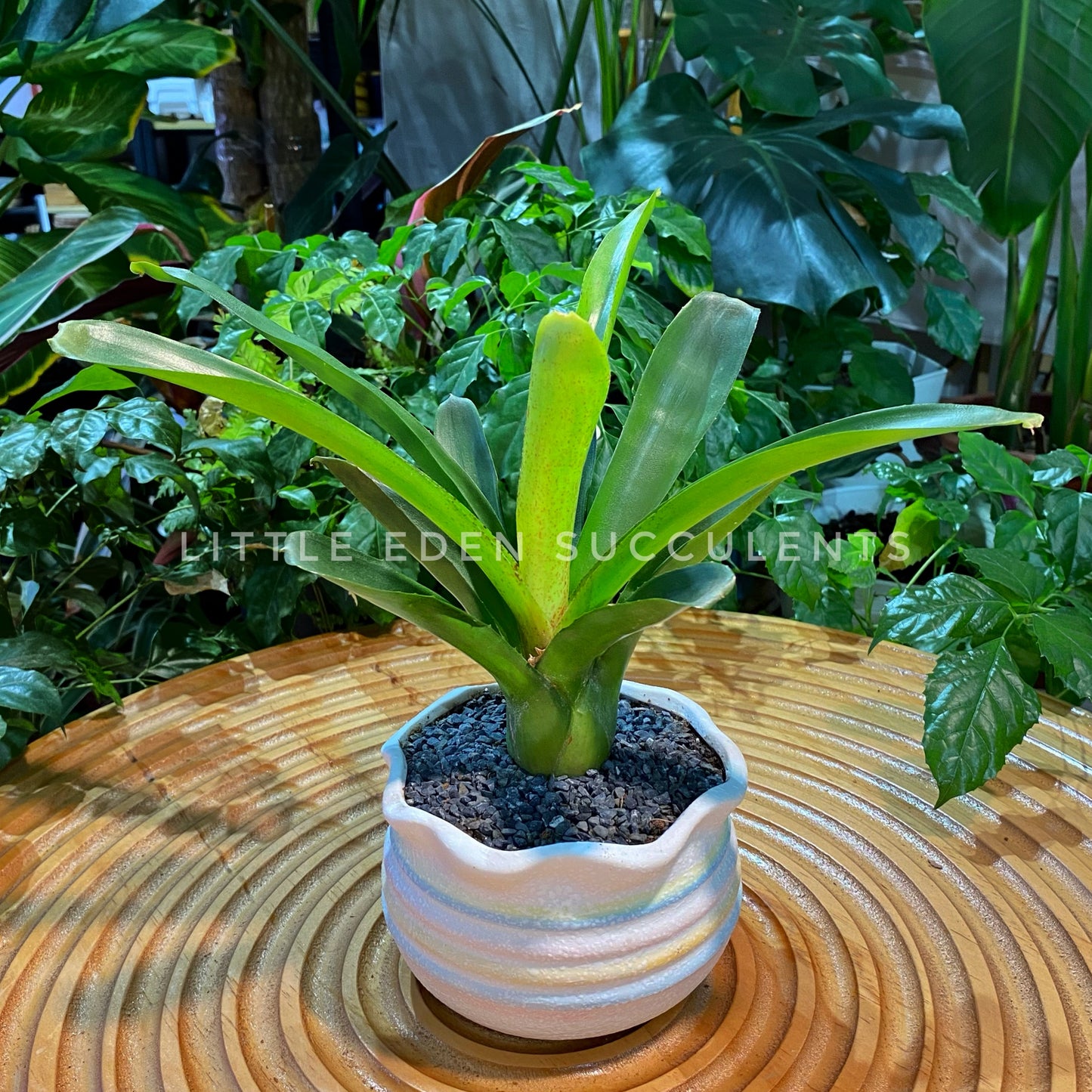 Bromeliad in Rainbow Color Designer Pot