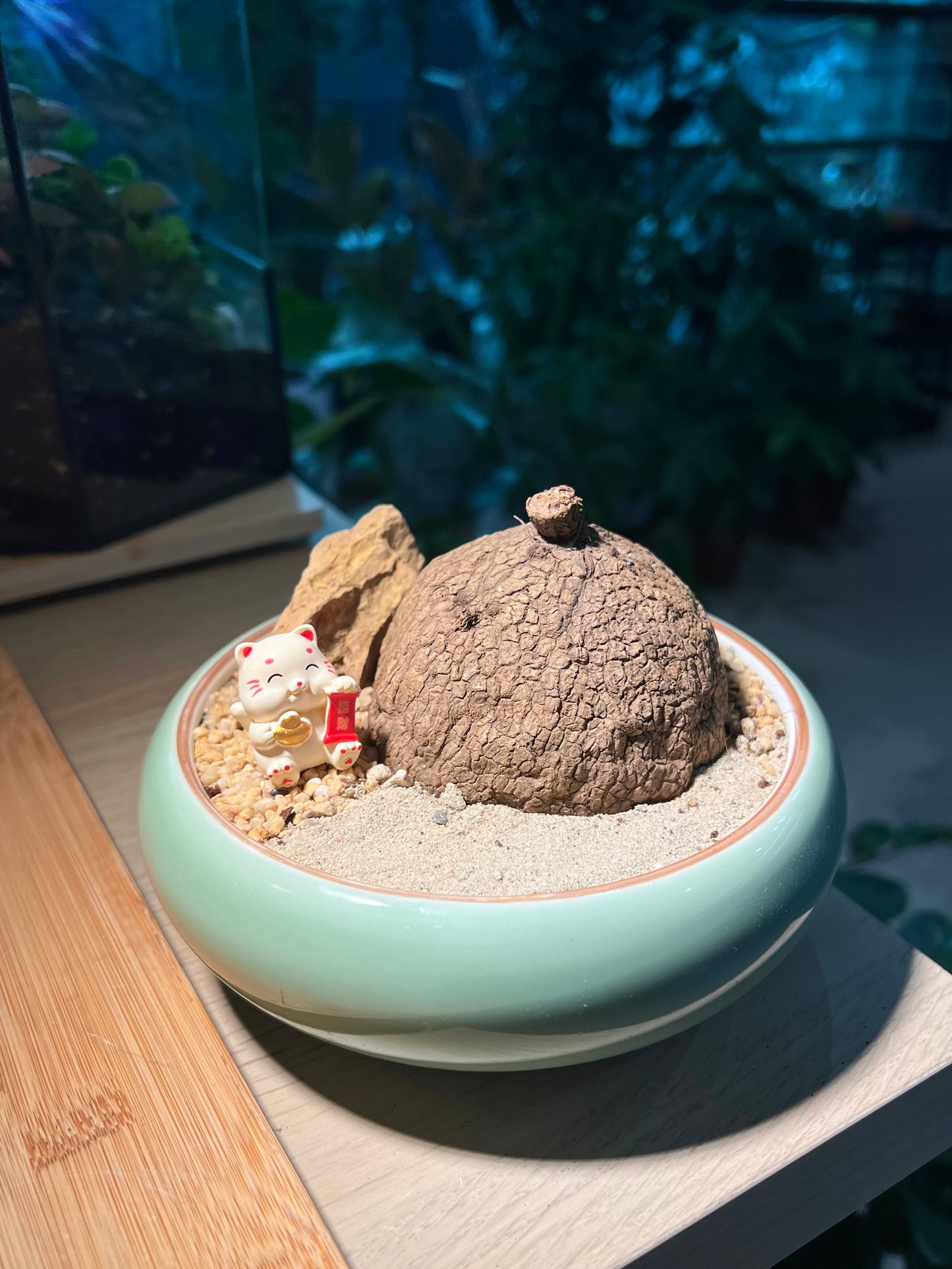 Stephania (山乌龟) in Round Mint Ceramic Pot
