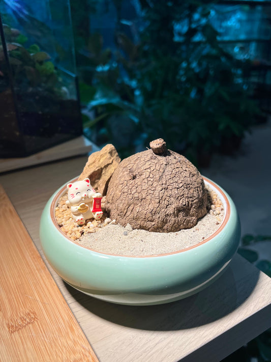 Stephania (山乌龟) in Round Mint Ceramic Pot