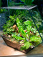 Indoor Plant Arrangement in Hexagonal Aqua Glass
