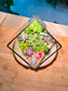 Succulent Arrangement in Black Frame Cubical Terrarium