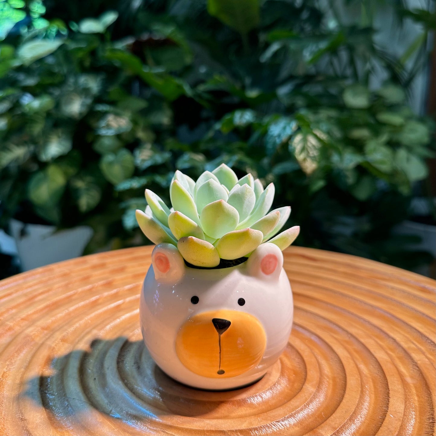 Echeveria Collection in Bear Ceramic Pot