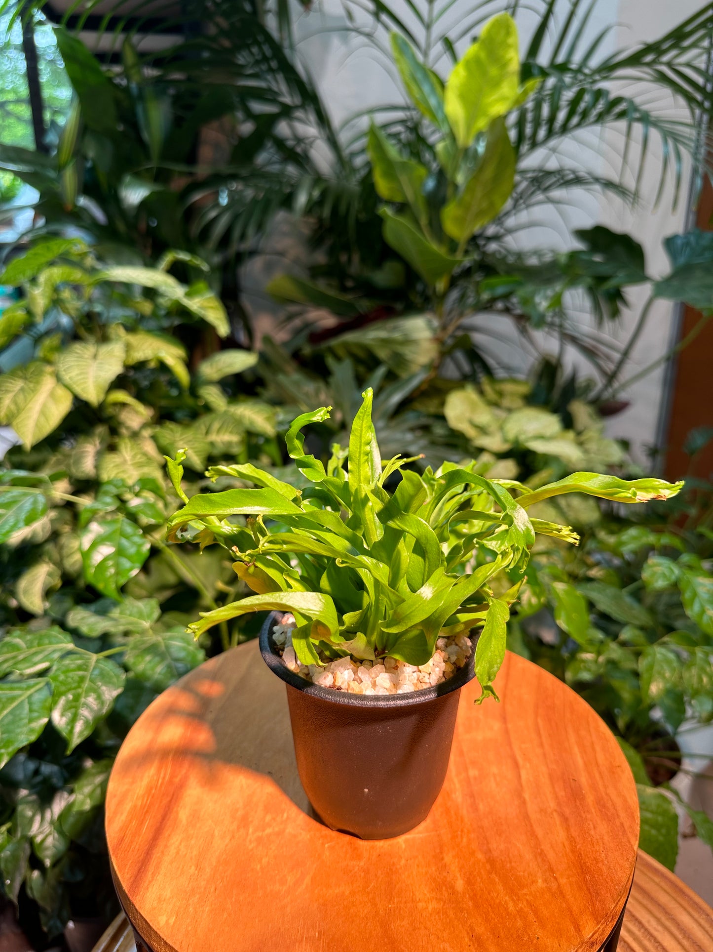 Asplenium Nidus Leslie in Black Plastic Pot