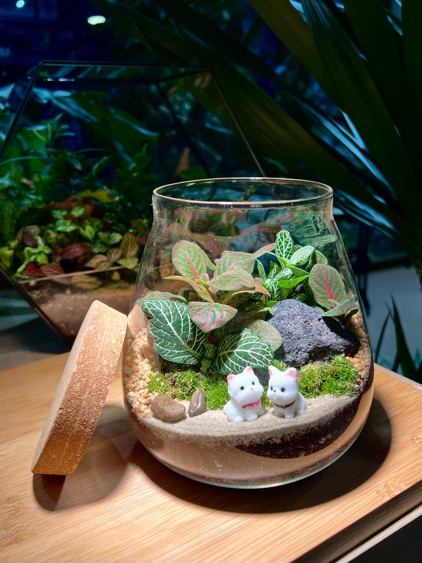 Fittonia with Moss Arrangement in Water Drop (XL)