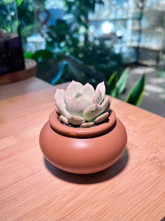 Echeveria in Brown Designer Ceramic Pot