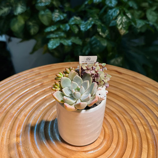 Succulent Arrangement in White Ceramic Cylindrical Pot