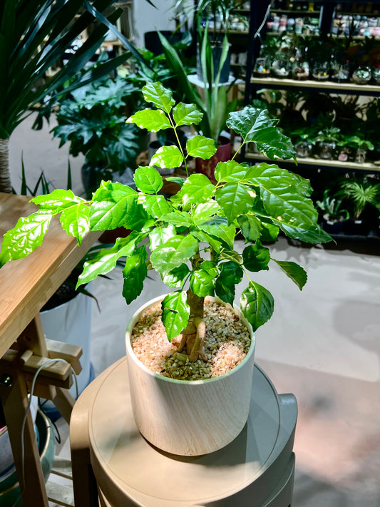 Radermachera Sinica in Beige Pattern Designer Pot