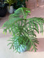 Norfolk Island Pine (南洋杉) in Round Ceramic Pot