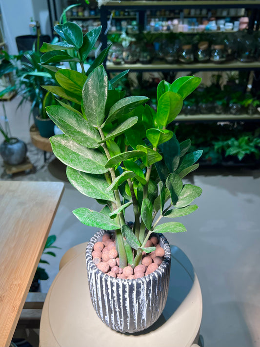 CNY Theme - Zz Plant in Matt Black Straight Designed Ceramic Pot