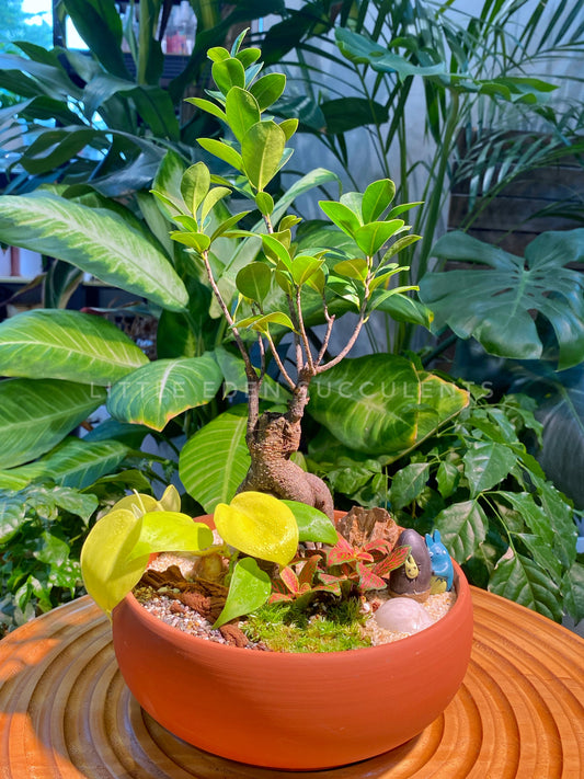 Fittonia, Fern and Ficus Ginseng with Moss Arrangement in Terracotta Ceramic Pot