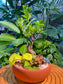 Bonsai Arrangement in Terra-Cotta Designer Pot