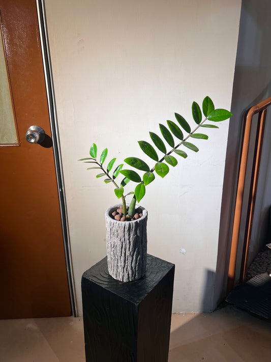 ZZ Plant in Tall Woodlog Pot