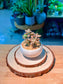 Alpenglow Graptosedum (霞光景天) in Glazed Ceramic Pot