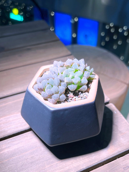 Haworthia Cooperi in Matt Black Hexagon Ceramic Pot