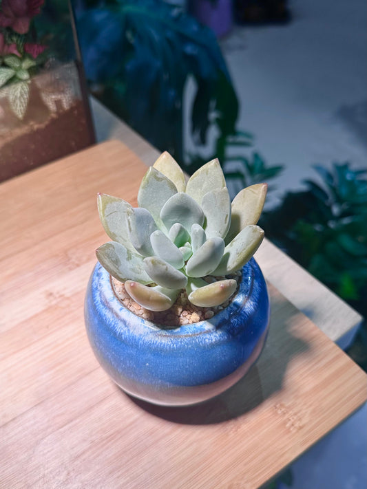 Pachyphytum in Sea Blue Ceramic Pot
